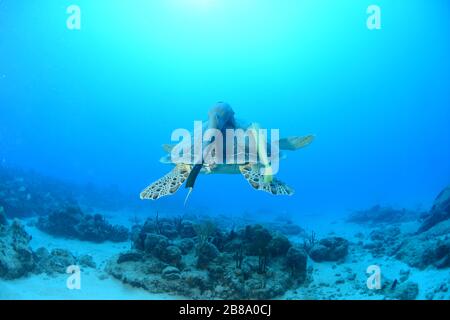 Immagini subacquee da immersioni, subacquei e la vita marina, mentre immersioni nei Caraibi intorno all'isola di St. Maarten / St. Martin Foto Stock
