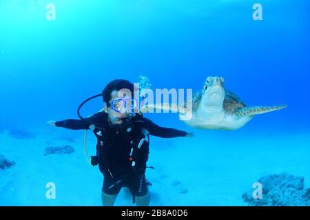 Immagini subacquee da immersioni, subacquei e la vita marina, mentre immersioni nei Caraibi intorno all'isola di St. Maarten / St. Martin Foto Stock