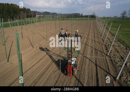 Tettnang, Germania. 20 Marzo 2020. Nel giardino del luppolo, i raccoglitori legano i fili alle corde, che sono stirate orizzontalmente tra i poli del luppolo. Il luppolo successivamente cresce verso l'alto sui fili sottili. (Scatto con drone) credito: Felix Kästle/dpa/Alamy Live News Foto Stock