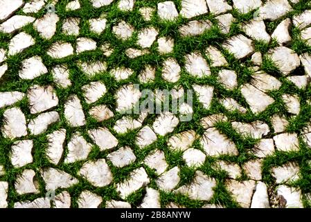 light colored small paving stones with green grass growing between the joints in bright day light. split face rough texture, loosely set pavement. Foto Stock