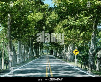 una vista di una strada circondata da alberi e brunch come un tunnel di vegetazione sulla strada da gualeguaychu argentina a fraybentos punta del este uruguay Foto Stock