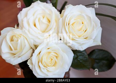 Quattro rose bianche con foglie verdi in primo piano. Foto Stock