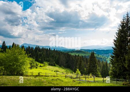 Bella vista panoramica di prati verdi sullo sfondo di alti alberi di conifere che crescono in montagna mela soleggiata calda giornata estiva. Viaggi in montagna Foto Stock