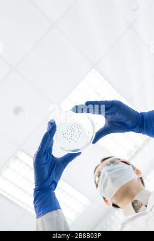 Mani con i guanti di giovane chimico contemporaneo o farmaceutico che tiene la piastra Petri con batteri mentre esamina il nuovo vaccino in laboratorio Foto Stock