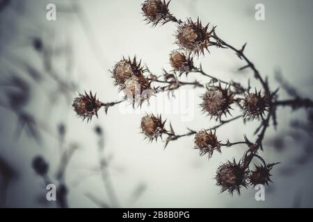 Closeup di thistles asciutti coperti di ghiaccio sotto la luce del sole con uno sfondo sfocato Foto Stock
