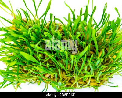 Germogli verdi di primavera di raccolti invernali su uno sfondo bianco. Foto Stock