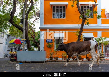 Pondicherry, India - 17 marzo 2018: Una mucca si sta avvicinando ad un venditore di strada che vende frutta senza gente Foto Stock