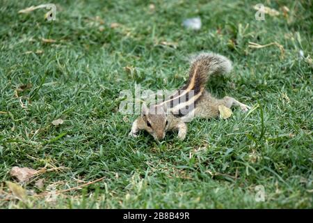 Scoiattolo indiano comune alla ricerca di cibo con sfondo verde erba naturale Foto Stock