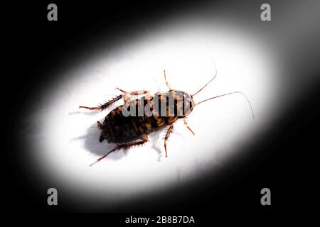 Scarafaggio, scarafaggi, Roach nella luce sul nero scuro dello sfondo ombra Foto Stock