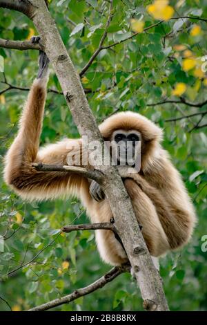 AYWAILLE, BELGIO. 18 SETTEMBRE 2015: Primo piano di gibbon di arrampicata (iobati lar) al Wild World Safari Park (Monde Sauvage). Foto Stock