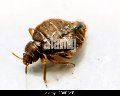 Un'immagine di bedbug Foto Stock