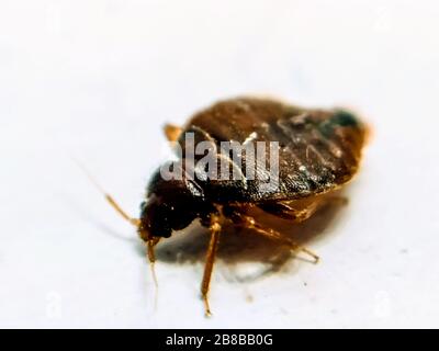 Un'immagine di bedbug Foto Stock