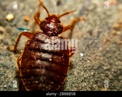 Un'immagine di bedbug Foto Stock