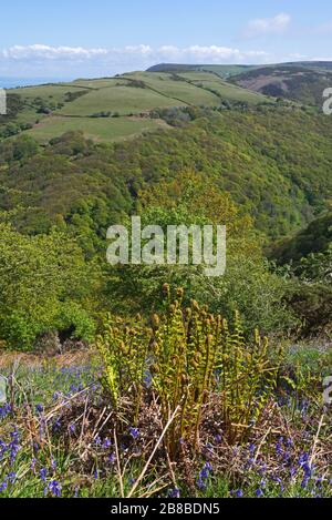 Vista da Summer House Hill attraverso Lyn Cleave verso la costa del Devon Nord in una giornata di primavera soleggiata. Parte del Parco Nazionale di Exmoor, Inghilterra, Regno Unito Foto Stock