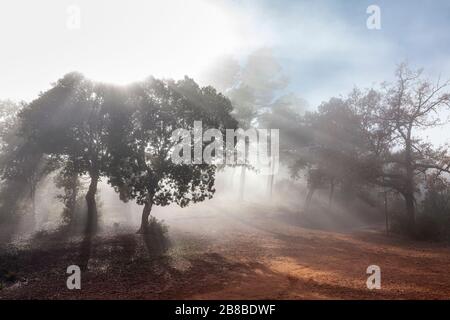 Foresta di nebbia nel Parco Naturale del Montserrat montagna, Barcellona, Spagna Foto Stock