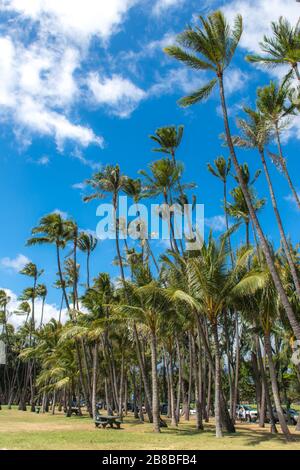 Albero di cocco presso la spiaggia di Honolulu Hawaii Foto Stock