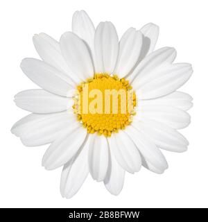 Bella Daisy bianca (Marguerite) isolata su sfondo bianco, compreso il sentiero di ritaglio. Germania. Reizendes weißes Gänseblümchen (Marguerite) lokalisier Foto Stock