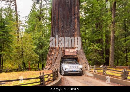 Chandelier Drive Through Tree a Leggett California USA Foto Stock