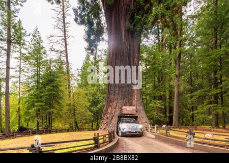 Chandelier Drive Through Tree a Leggett California USA Foto Stock