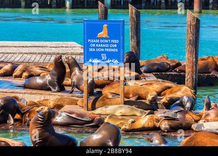 San Francisco Pier 39 con i leoni marini poggiati su piattaforme in legno con segnale di avvertimento di non nutrirli o di non molestarli Foto Stock