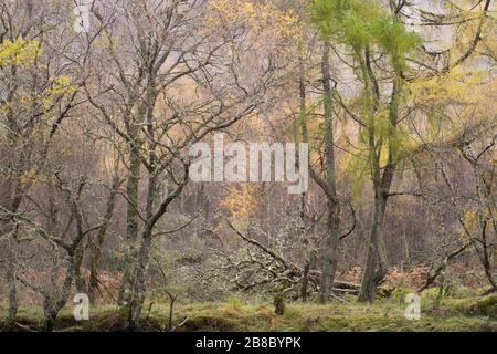 Woodland vicino al villaggio di Applecross nelle Highlands nordoccidentali della Scozia, Regno Unito. Foto Stock