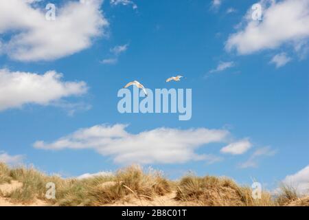 Due gabbiani che inseguono le dune di sabbia Foto Stock