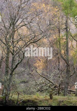 Woodland vicino al villaggio di Applecross nelle Highlands nordoccidentali della Scozia, Regno Unito. Foto Stock