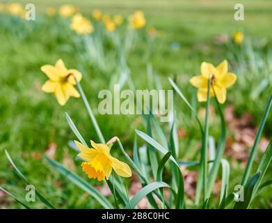 Vista dei narcisi in fiore, che sono sparsi in cluster in un giardino. Foto Stock
