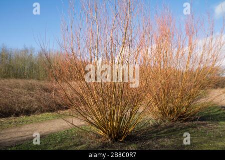 Salix alba, var vitellina, 'Britzensis', di solito rosso brillante in questo periodo dell'anno, ancora mostrando attraenti steli gialli, per via del percorso nella zona di amenità Foto Stock