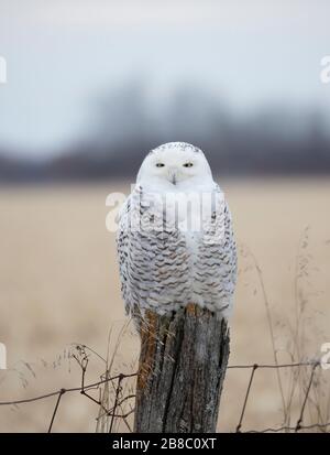 Gufo nevoso (bubo scandiacus) isolato su sfondo blu sulla post caccia in inverno a Ottawa, Canada Foto Stock