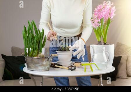 donna in casa trapianto succulento in un vaso con utensili da giardino su un tavolo bianco. interni moderni con molte piante. Foto Stock