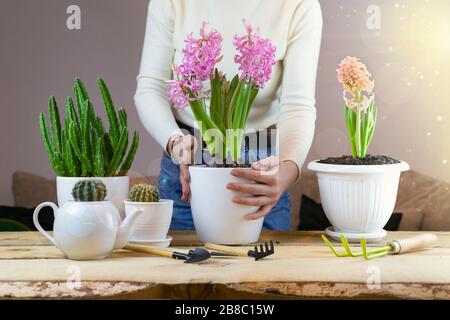 donna in casa trapianto succulento in un vaso con utensili da giardino su un tavolo bianco. interni moderni con molte piante. Foto Stock