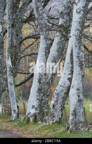 Woodland vicino al villaggio di Applecross nelle Highlands nordoccidentali della Scozia, Regno Unito. Foto Stock