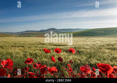 Primavera.tra Puglia e Basilicata: Paesaggio collinare con campi verdi.ITALIA. Campagna primaverile con spighe immature di mais. Foto Stock