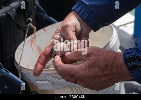 Pescatore che tiene piccoli pesci in mani stanche e sanguinose, Lituania Foto Stock