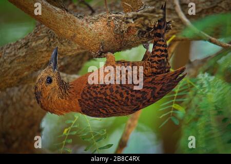 Rufous Picchio - Micropternus (Celeus, Picus) brachyurus picchio marrone trovata nel sud e nel sud-est asiatico, breve fatturati, rovistando su piccole insec Foto Stock