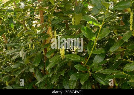 fioritura prunus laurocerasus cespuglio, ciliegia alloro fiore all'inizio della primavera Foto Stock