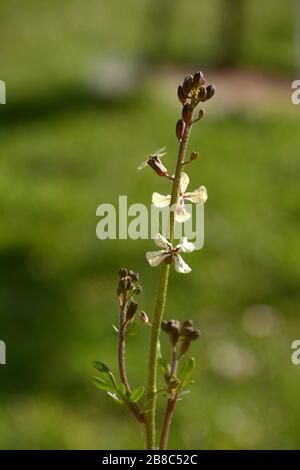 fiori di rucola nel giardino delle spezie in primavera, insalata di rucola in fiore Foto Stock