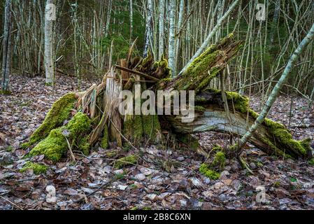 un grumo di albero naturalmente caduto sovra con muschio verde e succulento in una foresta decidua in primavera quando le foglie non sono ancora fiorite e su Foto Stock