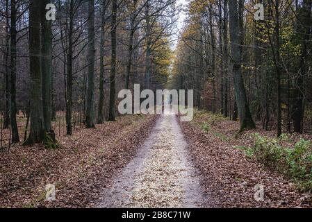 Strada forestale nella Riserva Naturale di Wiaczyn nella Contea di Nowosolna nel Voivodato di Lodz in Polonia Foto Stock