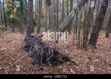 Riserva naturale di Wiaczyn nella Contea di Nowosolna nel Voivodato di Lodz in Polonia Foto Stock