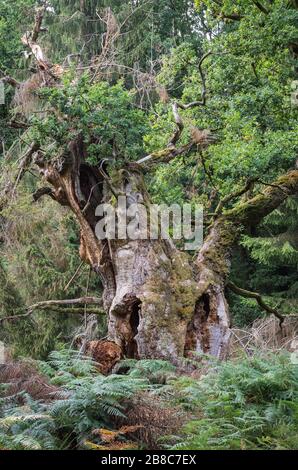 Alte märchenhafte Gerichtseiche im Reinhardswald Foto Stock