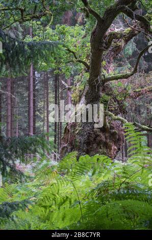 Alte märchenhafte Gerichtseiche im Reinhardswald Foto Stock