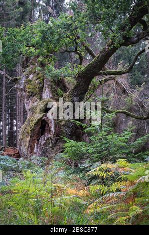 Alte märchenhafte Gerichtseiche im Reinhardswald Foto Stock