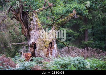 Alte märchenhafte Gerichtseiche im Reinhardswald Foto Stock