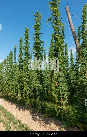 Linee di piante di luppolo (Humulus lupulus) che crescono su tralci di corda in Baviera, Germania. Foto Stock