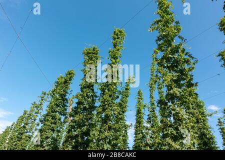 Linee di piante di luppolo (Humulus lupulus) che crescono su tralci di corda in Baviera, Germania. Foto Stock