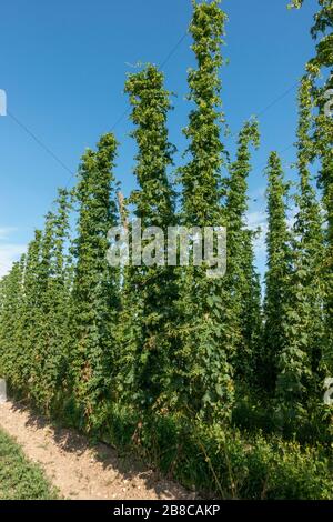 Linee di piante di luppolo (Humulus lupulus) che crescono su tralci di corda in Baviera, Germania. Foto Stock