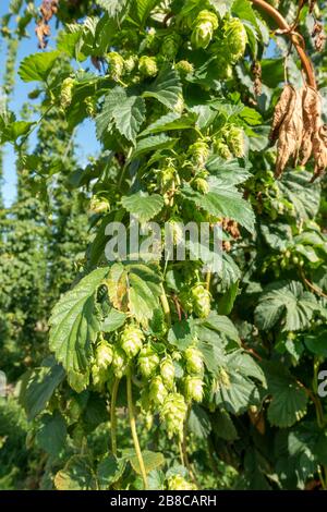 Dettaglio dei fiori di luppolo delle piante di luppolo (Humulus lupulus) che crescono su trellisi a corda in Baviera, Germania. Foto Stock