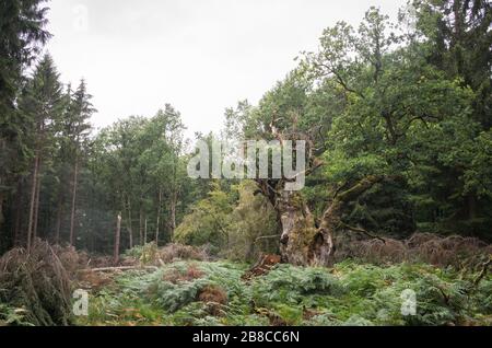 Alte märchenhafte Gerichtseiche im Reinhardswald Foto Stock